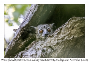 White-footed Sportive Lemur