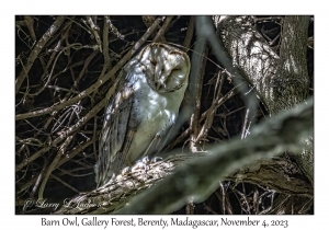 Barn Owl