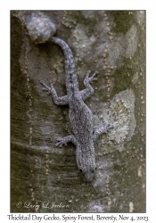 Thicktail Day Gecko