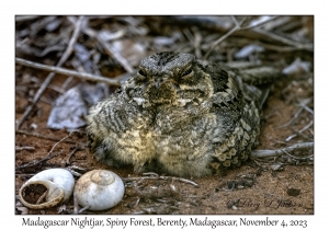 Madagascar Nightjar