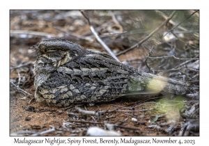 Madagascar Nightjar
