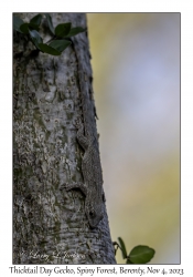 Thicktail Day Gecko