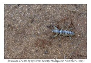 Jerusalem Cricket