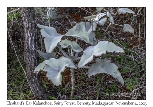 Elephant's Ear Kalanchoe