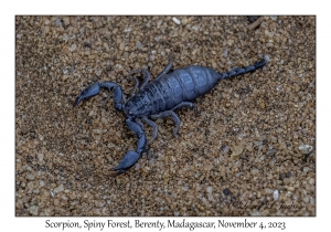 Scorpion