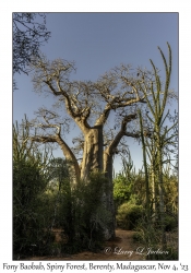 Fony Baobab