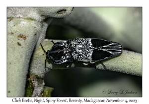 Click Beetle