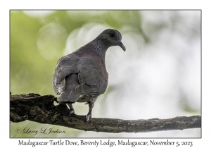 Madagascar Turtle Dove