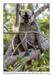 Red-fronted Brown Lemur male