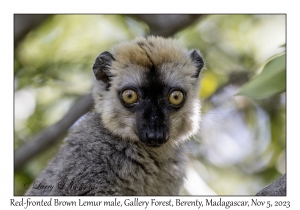 Red-fronted Brown Lemur male