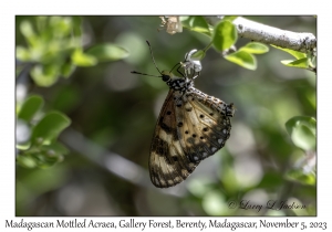 Madagascan Mottled Acraea