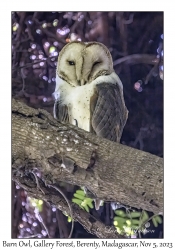 Barn Owl