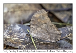 Dusky Evening Brown