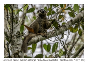 Common Brown Lemur