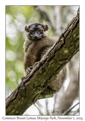 Common Brown Lemur