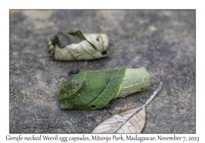 Girrafe-necked Weevil egg capsules