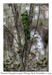 Parson's Chameleon male