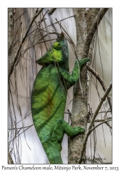 Parson's Chameleon male