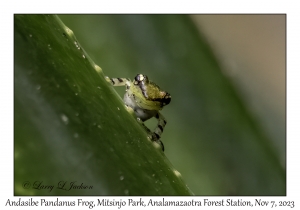 Andasibe Pandanus Frog