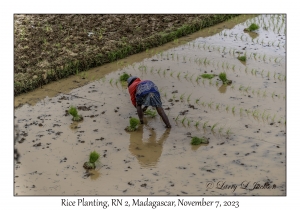 Rice Planting