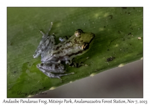 Andasibe Pandanus Frog
