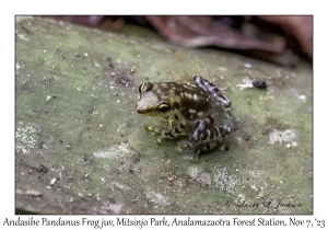 Andasibe Pandanus Frog juvenile