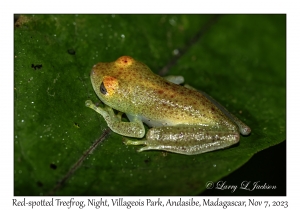 Red-spotted Treefrog
