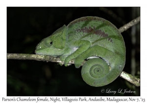 Parson's Chameleon female