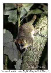 Goodman's Mouse Lemur