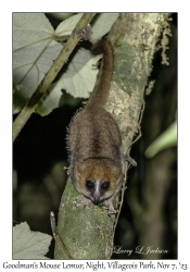 Goodman's Mouse Lemur