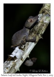 Satanic Leaf-tail Gecko