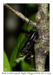 Bush Cricket nymph