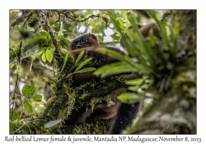 Red-bellied Lemur females & juvenile