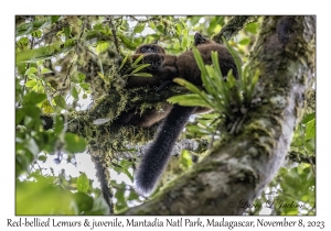 Red-bellied Lemur females & juvenile