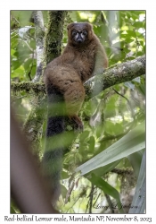Red-bellied Lemur male