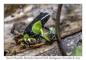 Baron's Mantella