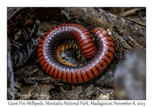 Giant Fire Millipede