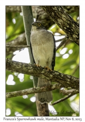 Frances's Sparrowhawk male