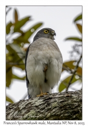 Frances's Sparrowhawk male