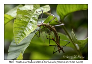 Stick Insects