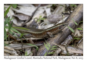 Madagascar Girdled Lizard