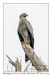 Madagascar Harrier-Hawk