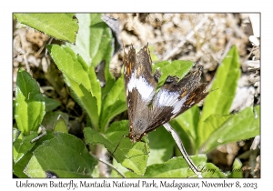 Unknown Butterfly