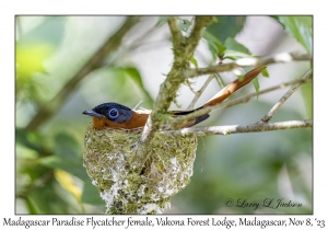 Madagascar Paradise Flycatcher female