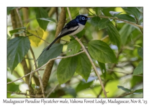 Madagascar Paradise Flycatcher male