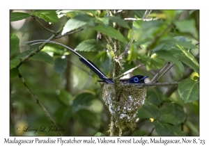 Madagascar Paradise Flycatcher male