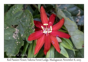 Red Passion Flower