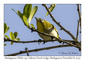 Madagascar White-eye