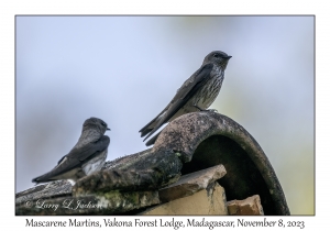 Mascarene Martins