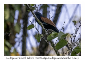 Madagascar Coucal